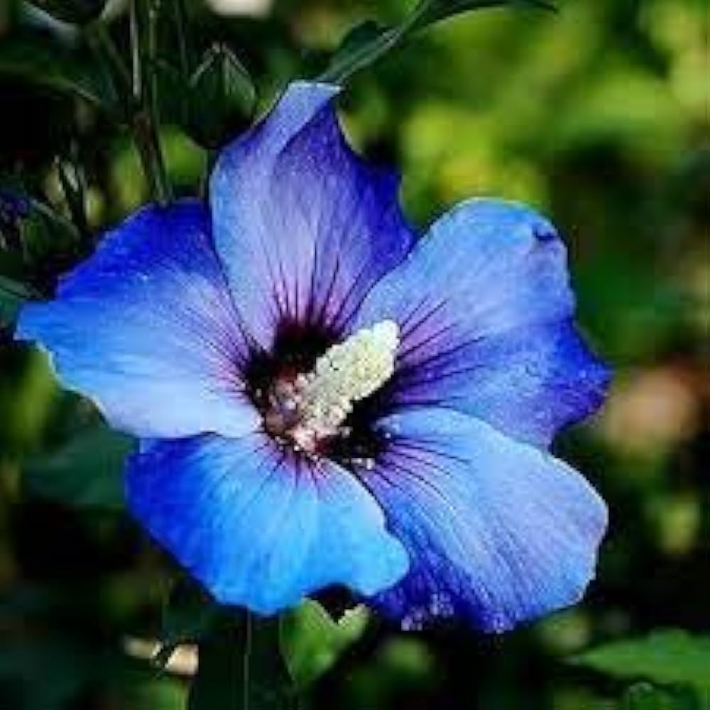 blue hibiscus flower seeds