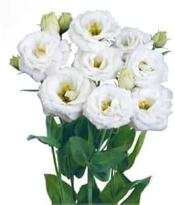 White Eustoma Flower Seeds Heirloom Non-GMO High Germination Organic Garden Seeds for Planting
