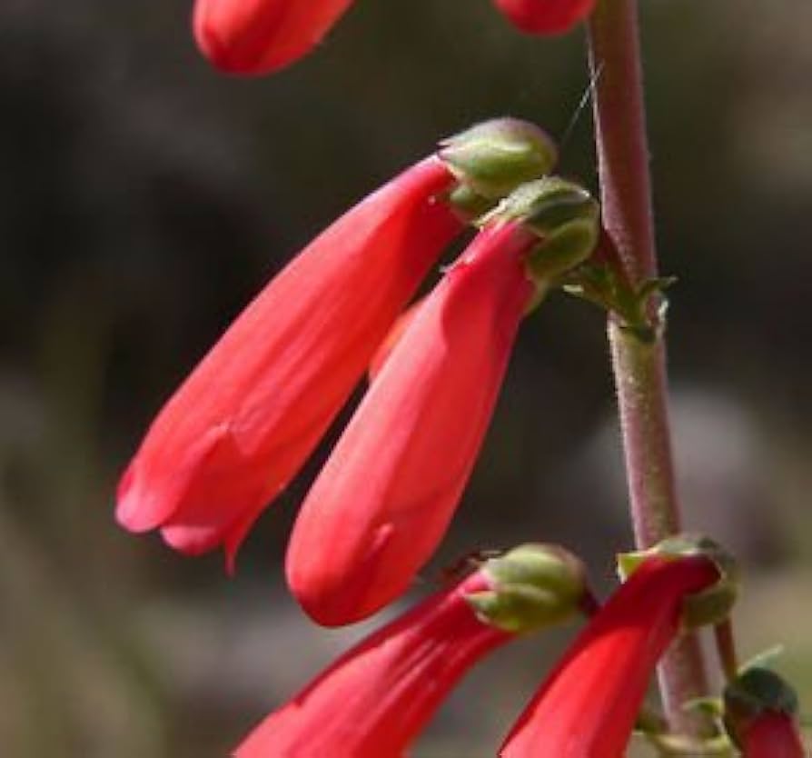 eatons penstemon flower seeds