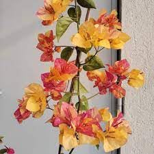 Yellow Red Bougainvillea Flower Seeds – Heirloom Non-GMO High Germination Organic Garden Seeds