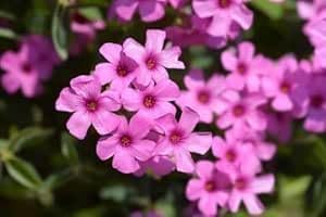 Oxalis Flower Seeds – Heirloom, Non-GMO, High Germination Organic Garden Seeds for Planting