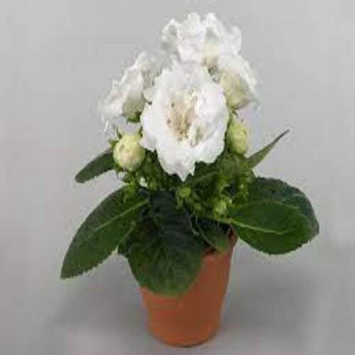 White Gloxinia Flower Seeds – Heirloom, Non-GMO, High Germination Organic Garden Seeds
