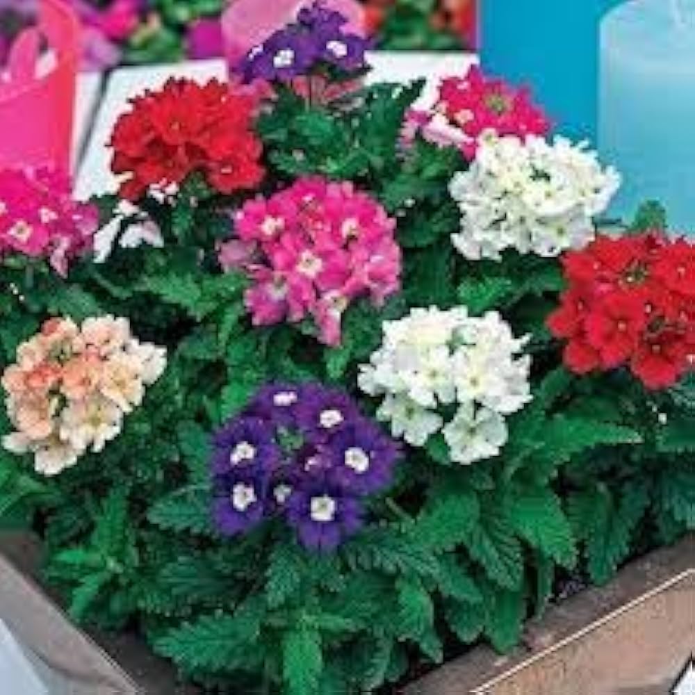 verbena obsession flower seeds