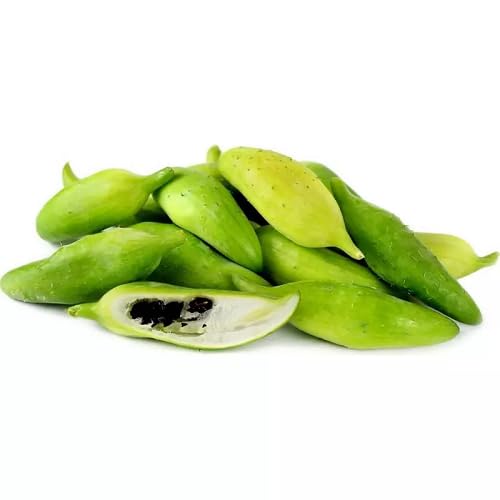 Green Cyclanthera Pedata Seeds – Heirloom, Non-GMO, High Germination Organic Garden Seeds Planting