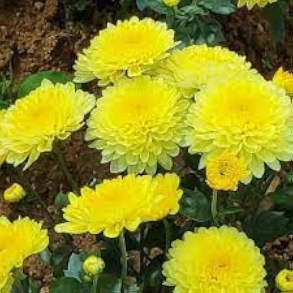 yellow gold flower seeds