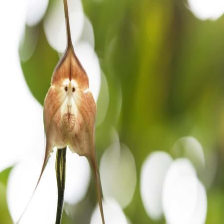 Monkey Face Orchid Flower Seeds – Heirloom, Non-GMO, High Germination Organic Garden Seeds for Planting