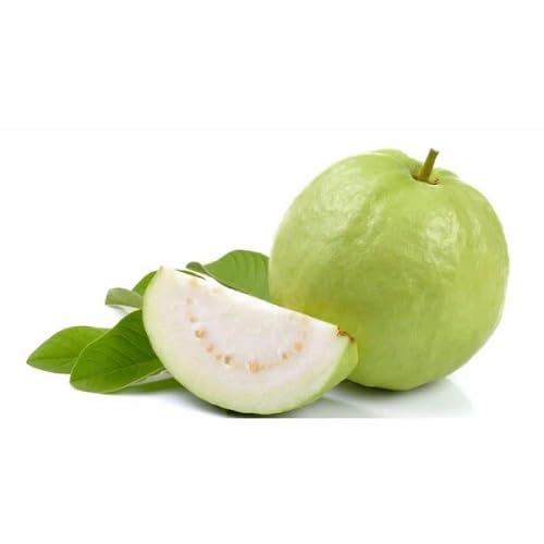 Guava Seeds Green – Heirloom, Non-GMO, High Germination Organic Garden Seeds