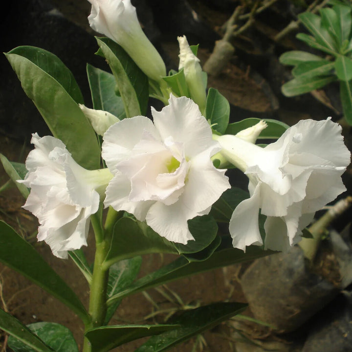 Adenium Rose Flower Seeds White – Heirloom Non-GMO High Germination Seeds