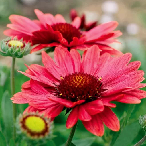 red red flower seeds