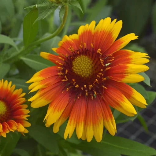 yellow red flower seeds