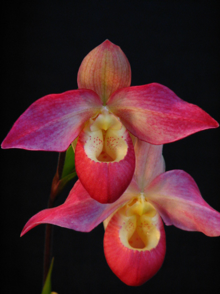 Rote Affengesichts-Orchideen-Blumensamen zum Pflanzen – Erbstück, gentechnikfrei, hohe Keimrate, Bio-Gartensamen