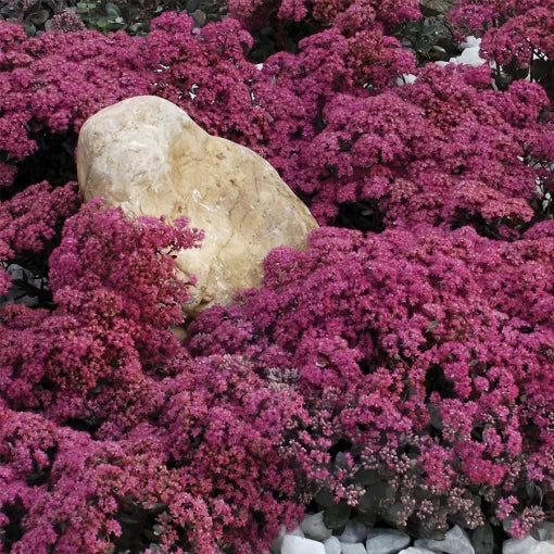 pink dazzleberry flower seeds
