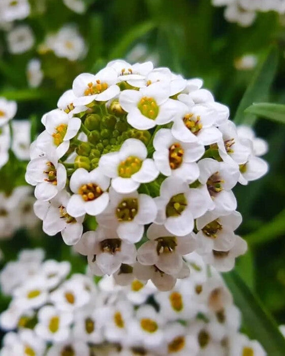 White Alyssum Flower Seeds for Planting – Heirloom Non-GMO High Germination Organic Garden Seeds