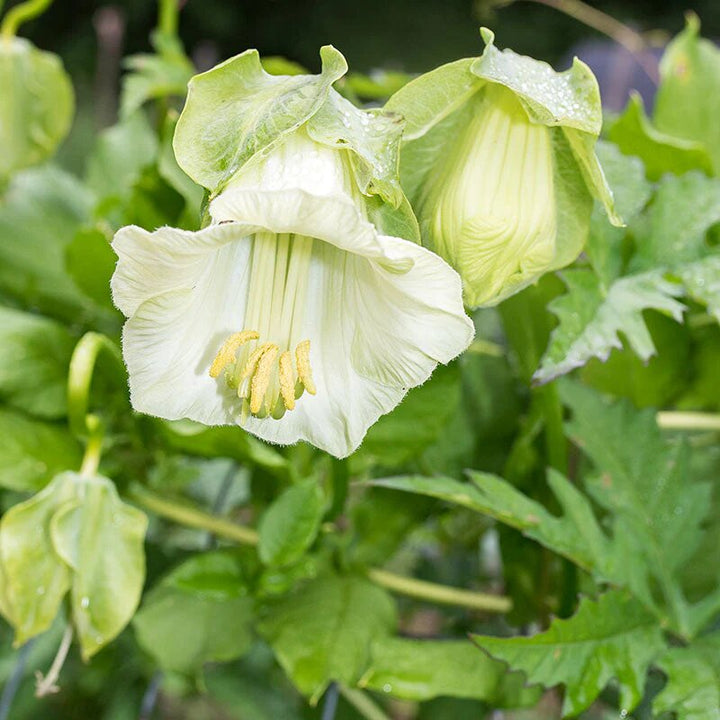 White Green Cobaea Flower Seeds for Planting Heirloom Non-GMO High Germination Organic Garden Seeds