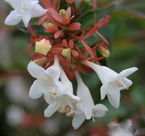 White Abelia Flower Seeds for Planting – Heirloom Non-GMO, High Germination Organic Garden Seeds