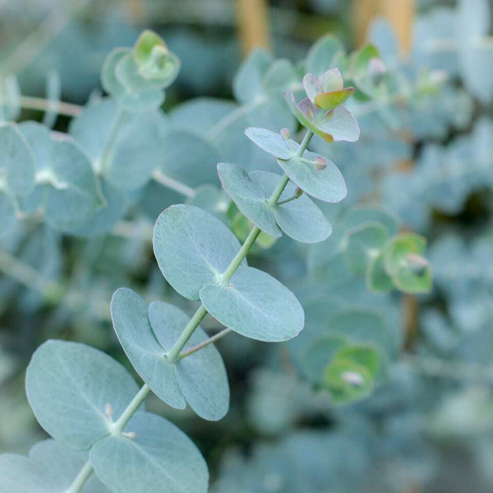 Blue Eucalyptus herb seeds