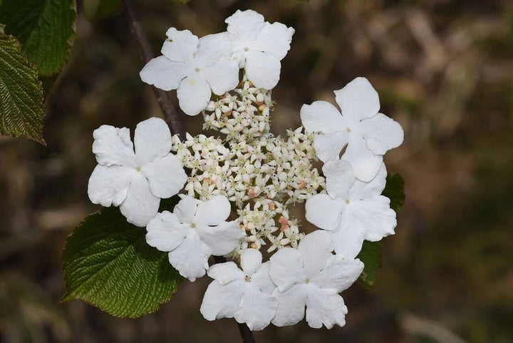 Guelder Rose Flower Seeds for Planting – Heirloom Non-GMO High Germination Seeds