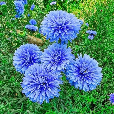 Aster Flower Seeds for Planting – Heirloom Non-GMO High Germination Organic Garden Seeds