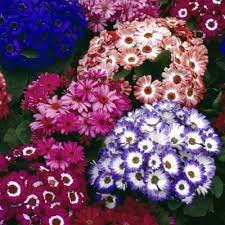 Pieces Mixed Cineraria Flower Seeds – Heirloom, Non-GMO, High Germination Organic Garden Seeds for Planting