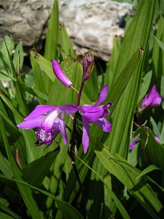 Bletilla Flower Seeds – Heirloom, Non-GMO, High Germination Seeds for Planting