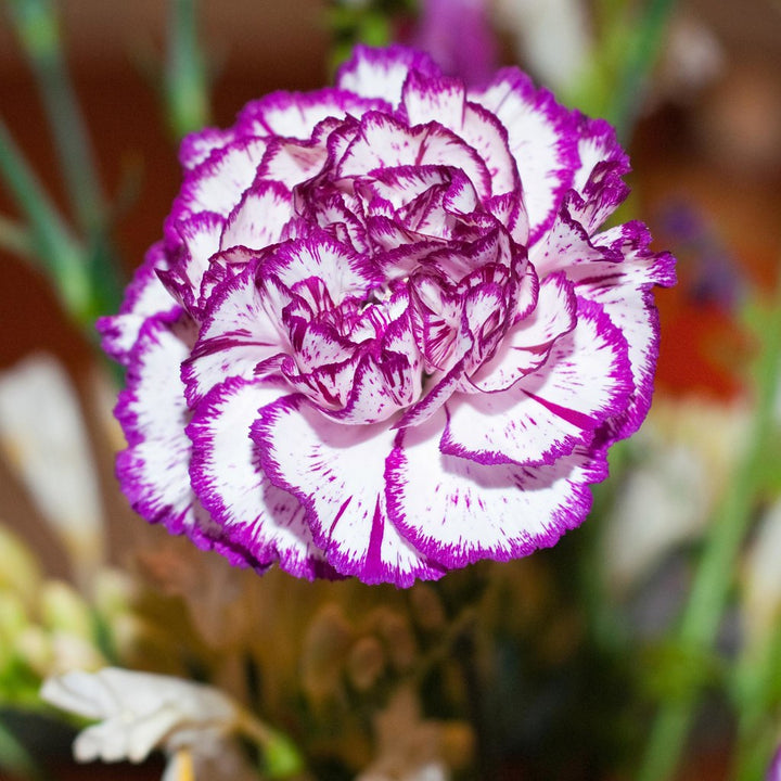 White Purple Carnation Flower Seeds for Planting – Heirloom Non-GMO High Germination Seeds Seeds for Planting Organic Garden Seeds