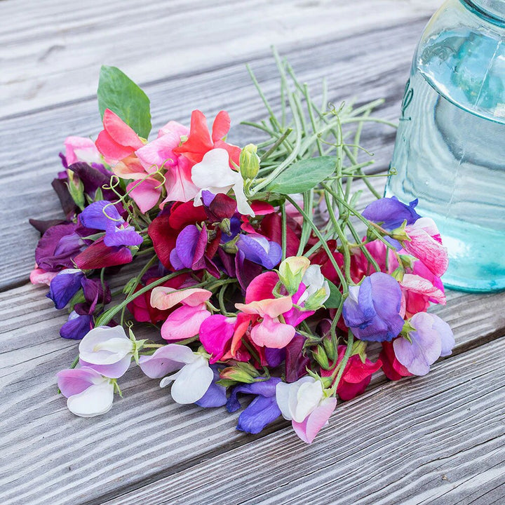 Mischung aus Lathyrus Odoratus Blumensamen – Alte Sorte, gentechnikfrei, hohe Keimfähigkeit
