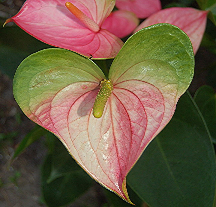 Pink Green Anthurium Flower Seeds for Planting – Heirloom Non-GMO High Germination Organic Seeds