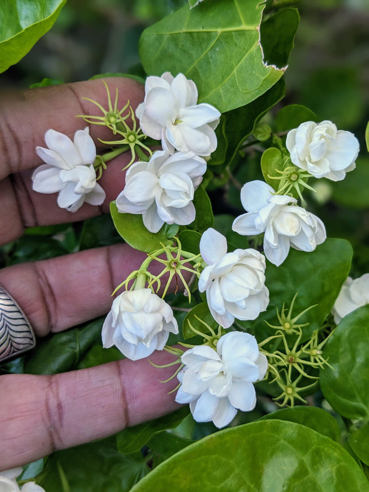 Semillas de flor de jazmín blanco para bonsái – Cimarrón, sin OGM, semillas de alta germinación