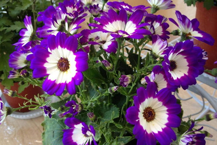Cineraria Flower Seeds Mixed – Heirloom, Non-GMO, High Germination Organic Garden Seeds for Planting
