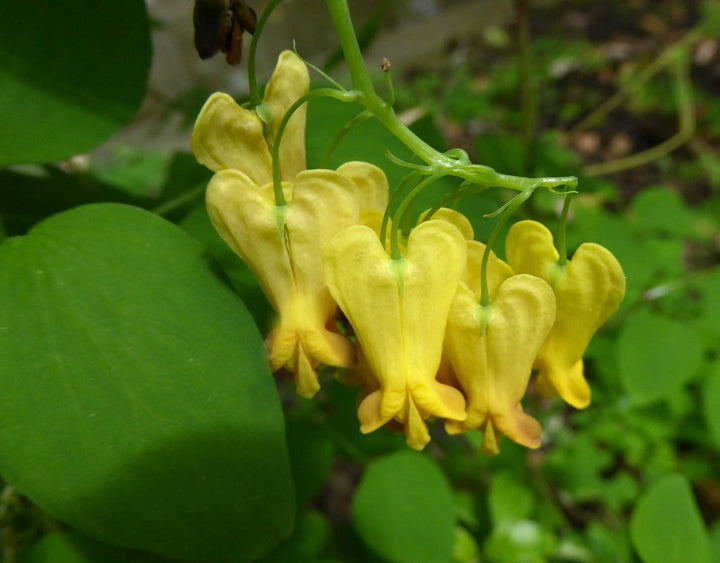Yellow Cucullaria Flower Seeds – Heirloom, Non-GMO, High Germination Seeds
