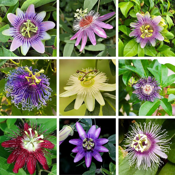 Mixed Passion Passiflora Flower Seeds – Heirloom, Non-GMO, High Germination Seeds