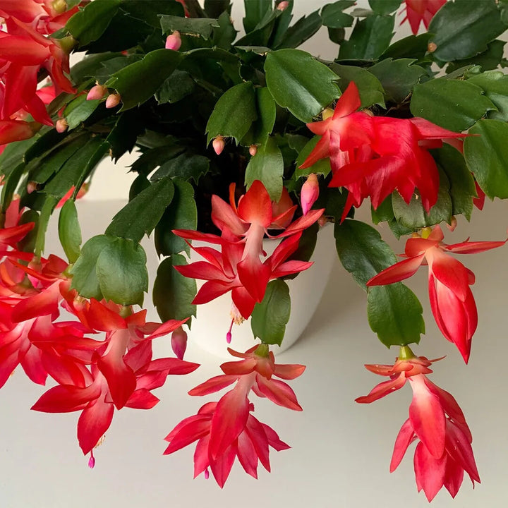 Red Schlumbergera Flower Seeds for Planting – Heirloom Non-GMO, High Germination Organic Garden Seeds