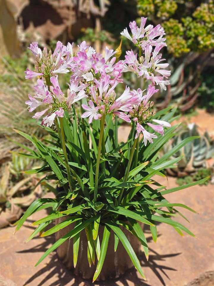 Agapanthus Flower Seeds Pink for Planting – Heirloom Non-GMO High Germination Organic Garden Seeds