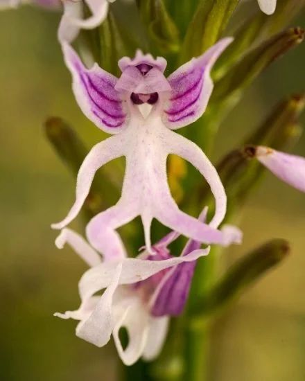 White Pink Naked Orchid Flower Seeds Heirloom Non-GMO High Germination Organic Garden Seeds for Planting