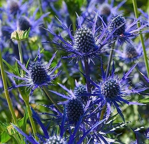 Eryngiums Flower Seeds for Planting – Heirloom, Non-GMO, High Germination Seeds