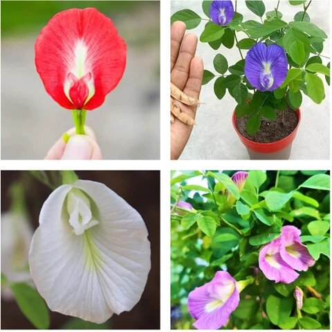 Mixed Aparajita Flowers Seeds – Heirloom, Non-GMO, High Germination Seeds