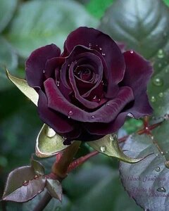 Maroon Kletterrosen Blumensamen zum Pflanzen – Heirloom gentechnikfrei hohe Keimrate
