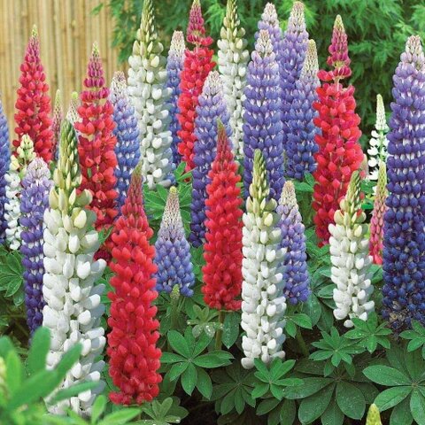 Mixed Lupine Flower Seeds – Heirloom, Non-GMO, High Germination Seeds