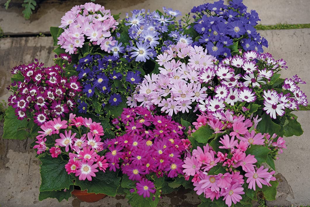 Cineraria Flower Seeds Mixed – Heirloom, Non-GMO, High Germination Organic Garden Seeds for Planting