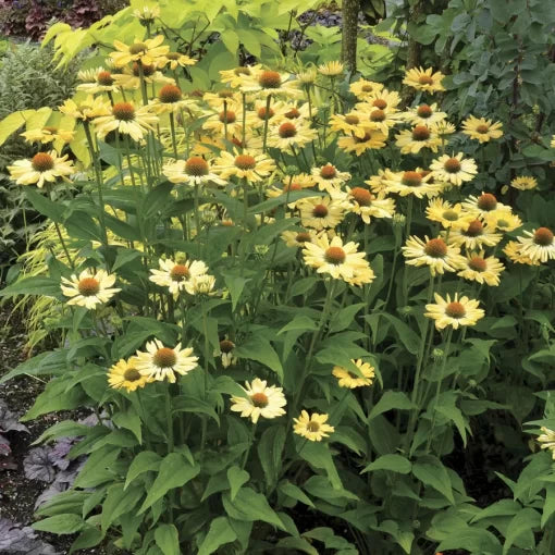 aloha coneflower flower seeds