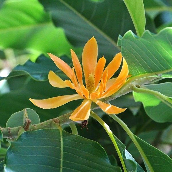 Orange Champaca Flower Seeds – Heirloom, Non-GMO, High Germination Seeds