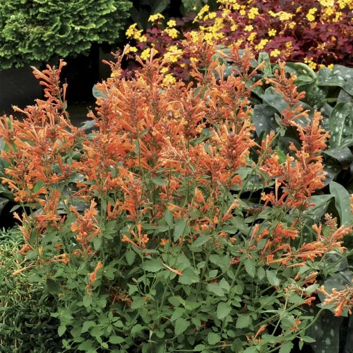 orange kudos flower seeds