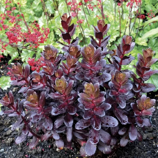 touchdown teak flower seeds