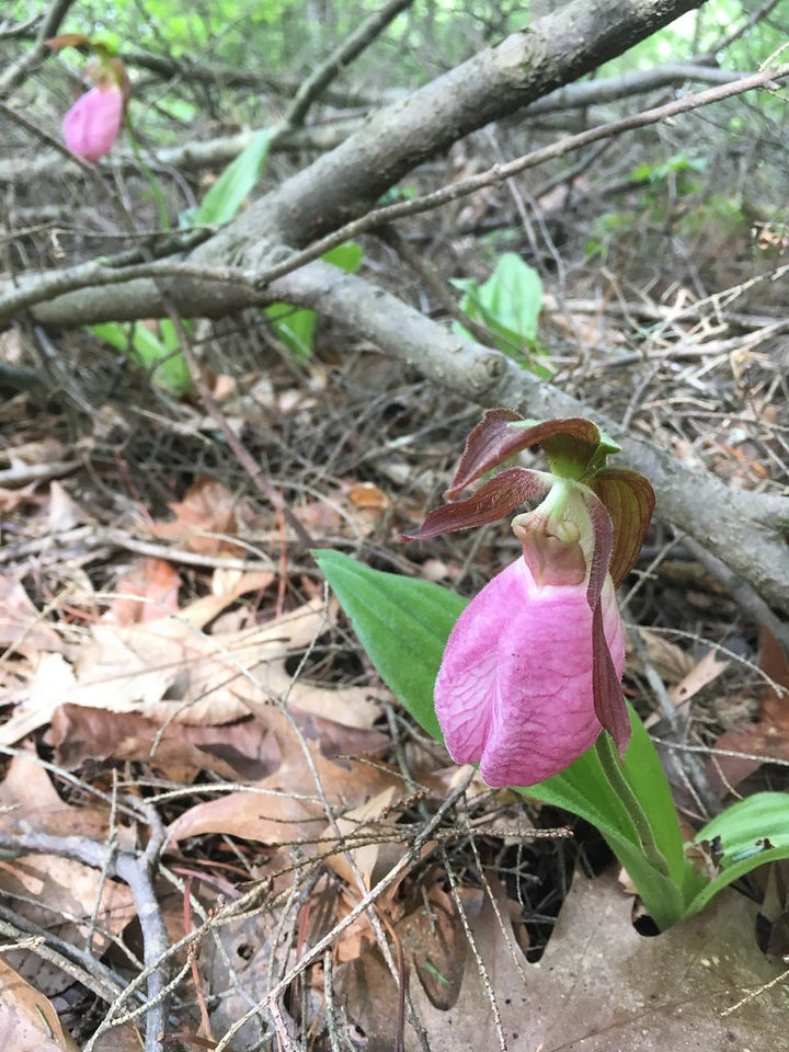 Light Pink Cypripedium Flower Seeds – Heirloom Non-GMO High Germination Seeds