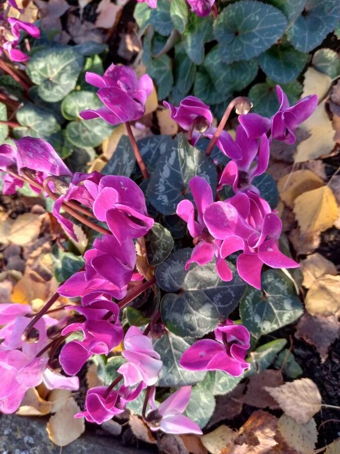Pink White Cyclamen Flower Seeds – Heirloom, Non-GMO, High Germination Seeds