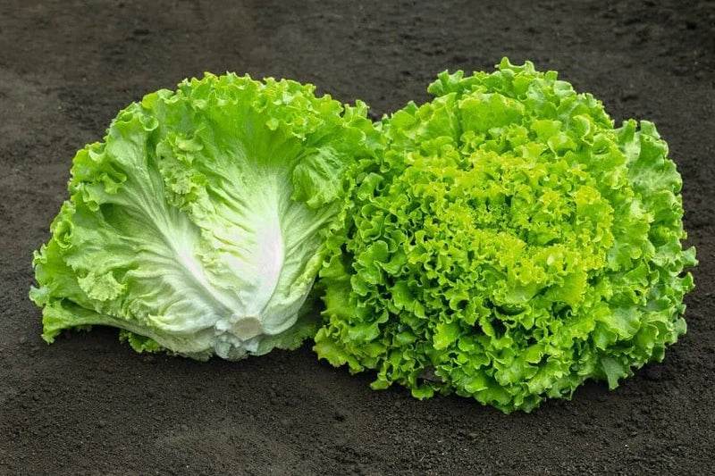 Batavia Plant Seeds – Heirloom, Non-GMO, High Germination Organic Garden Seeds for Planting Fresh &amp; Crisp Herbs