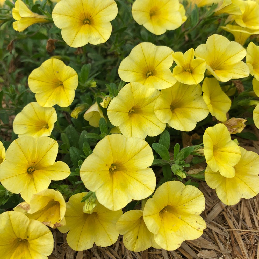 Lemon Yellow Calibrachoa Flower Seeds – Heirloom, Non-GMO, High Germination Seeds