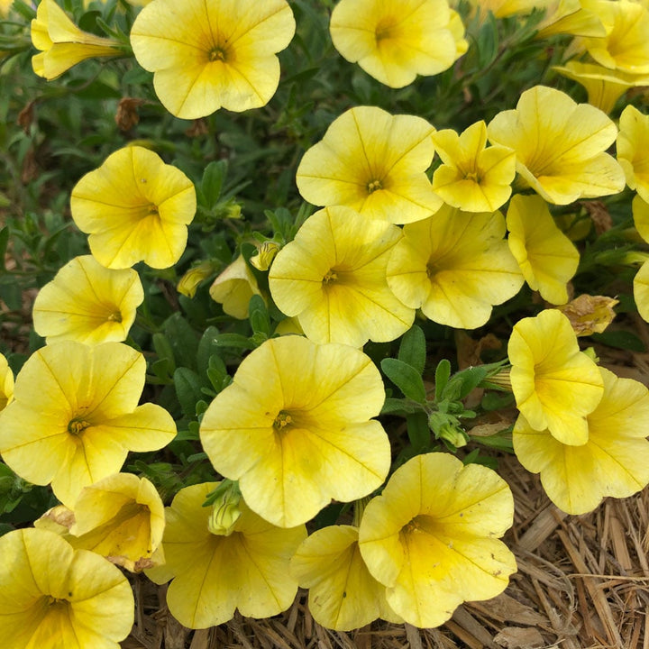 Lemon Yellow Calibrachoa Flower Seeds – Heirloom, Non-GMO, High Germination Seeds