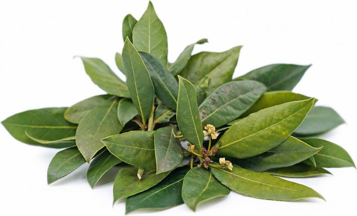 Green Bay Leaf Plant Seeds – Heirloom, Non-GMO, High Germination, Organic Garden Seeds