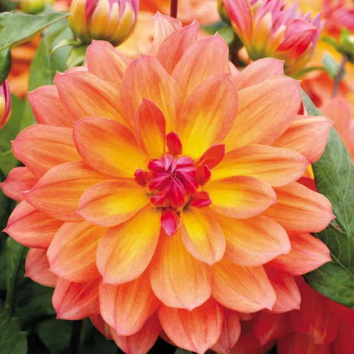 yellow red flower seeds
